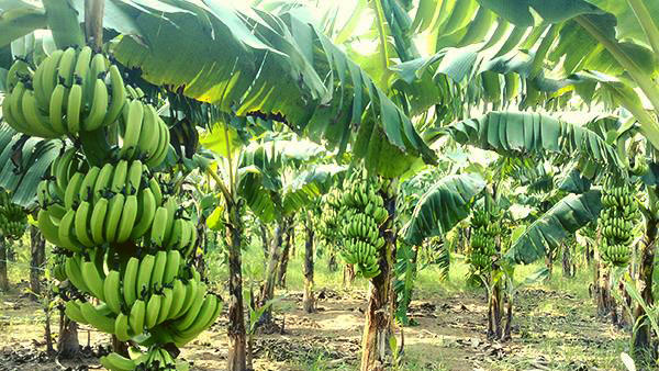发展以出口为导向的香蕉种植区
