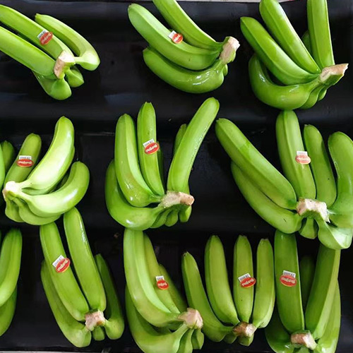 Export of green bananas