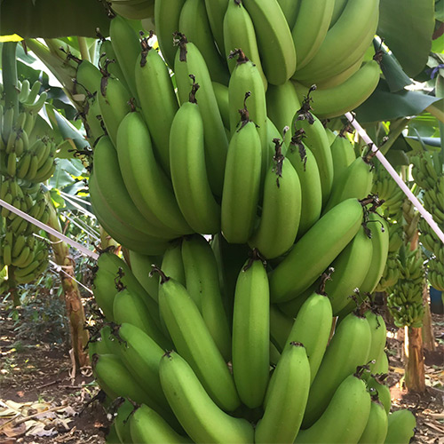 Export of green bananas